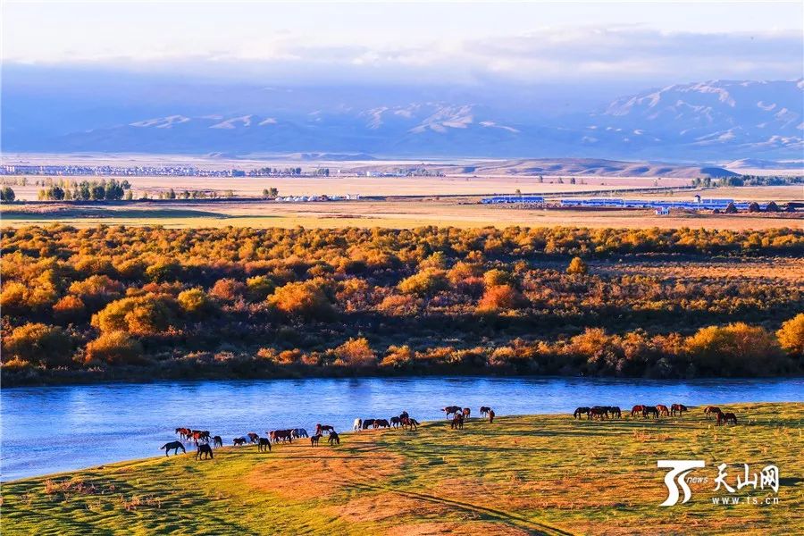 新疆盛会,尊敬的领导与亲爱的朋友们共聚一堂